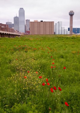 Dallas Texas City Skyline Metro şehir Trinity Nehri Wildflowe
