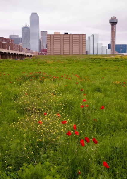 Dallas Texas City Skyline Metro şehir Trinity Nehri Wildflowe