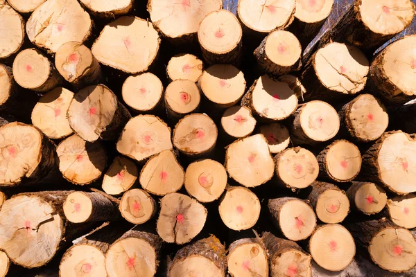 Baumstämme sitzen gestapelt nördlichen Minnesota Abholzungsbetrieb — Stockfoto