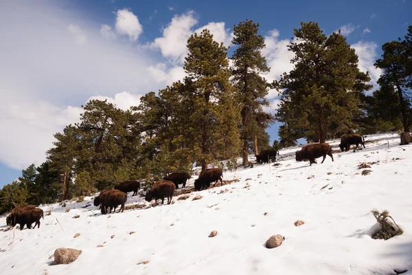 Amerikanska Bison buffel strövar sluttning färsk snö blå himmel — Stockfoto