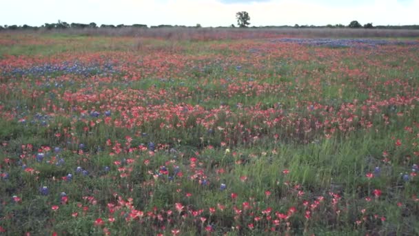 Texas modrá kapoty květy ránu Shake venkovské krajině — Stock video