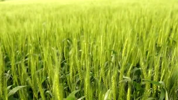 Venkovské farmě pšeničné pole vane vítr — Stock video