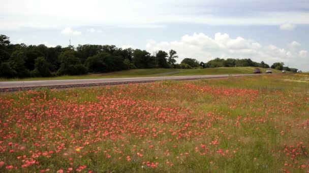 Spring wilde bloemen in mediaan Texas Highway vervoer — Stockvideo