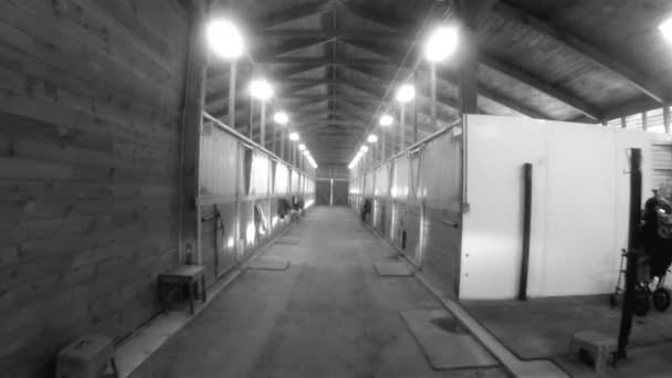 马谷仓动物运动围场马术牧场赛车稳定 — 图库视频影像