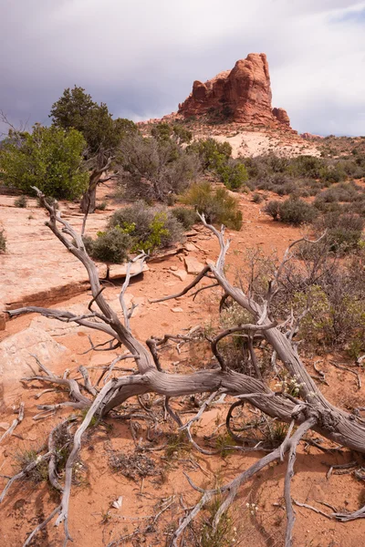 Nuvens de chuva se reúnem sobre formações rochosas Utah Juniper Trees — Fotografia de Stock