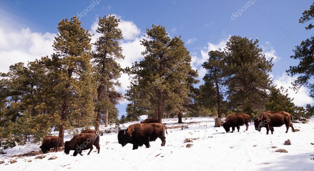 North American Bison Buffalo Roam Hillside Fresh Snow Blue Sky