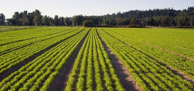 Satır Herb Çiftliği Tarım alanı bitki bitki ekili 