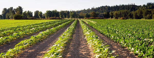 Gepflanzte Reihen Kräuterfarm landwirtschaftliche Feldpflanze — Stockfoto