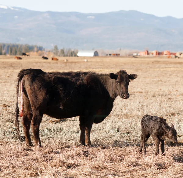 Recién nacido ternero Montana Rancho sin ayuda Nacimiento Ganadería Rancho — Foto de Stock