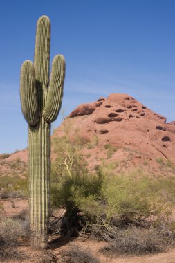 Kaktüs kurak manzara Arizona Çölü manzara kırmızı kayalar