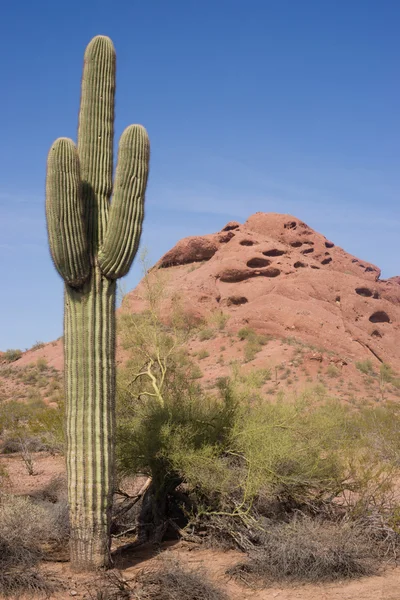 Paesaggio del deserto dell'Arizona Rocce rosse Cactus Arid Landscape — Foto Stock