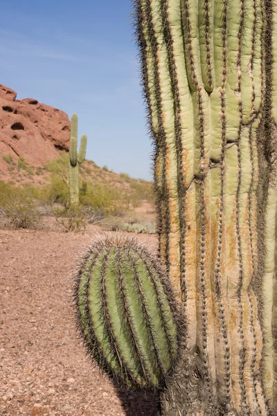 Paesaggio del deserto dell'Arizona Rocce rosse Cactus Arid Landscape — Foto Stock
