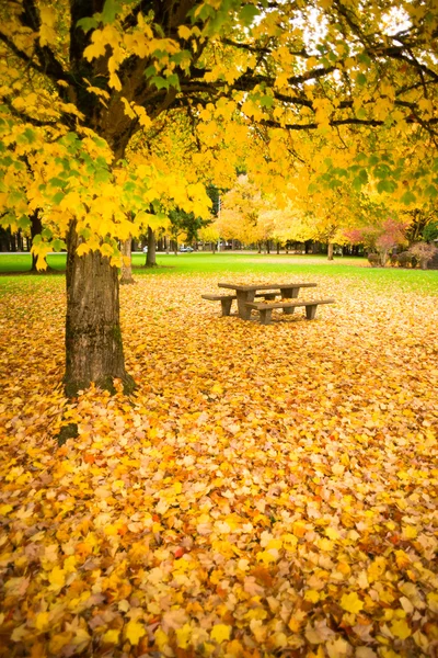 Rest Area Picnic Table Autumn Nature Season Leaves Falling — Stock Photo, Image
