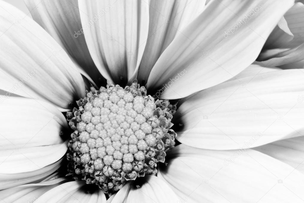 Monochrome Daisy Flower White Carpels Close up