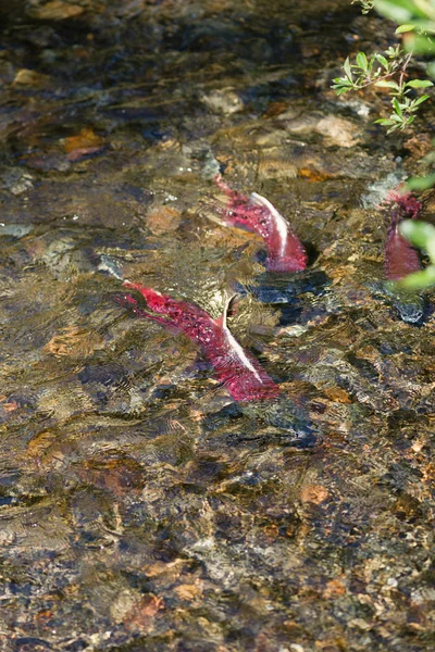 Spawning Fish Salmon Swim Stream Close To Death — Stock Photo, Image