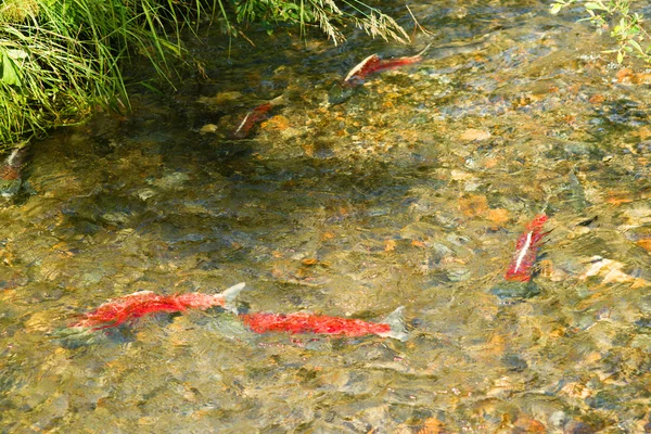 Poissons reproducteurs Saumon sauvage Natation dans le ruisseau Natation par accouplement dans la rivière — Photo