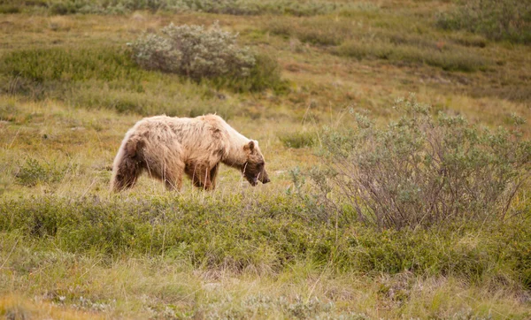 大型野生灰熊觅食阿拉斯加州迪纳利国家公园野生动物 — 图库照片