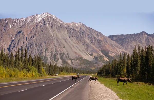 Kráva losa vede dvě telata přes silnici poblíž Denali Aljaška — Stock fotografie