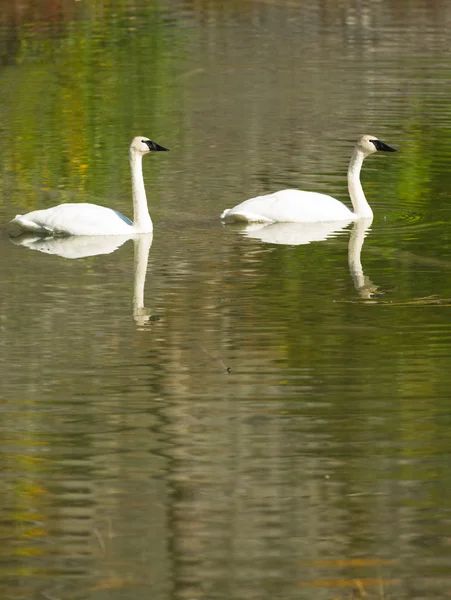 Trumpeter Cisnes Aves Selvagens Par Outono Alaska Lake Imagens De Bancos De Imagens Sem Royalties