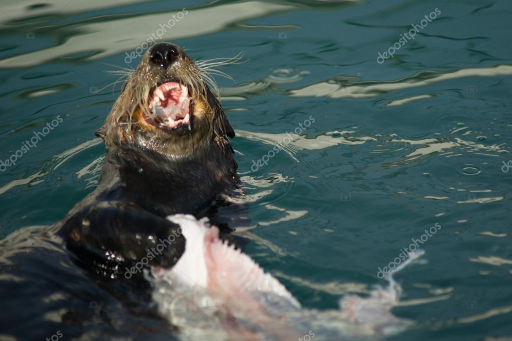Wild Sea Otter Eats Fresh Fish Reserrection Bay Animal Wildlife — Stock