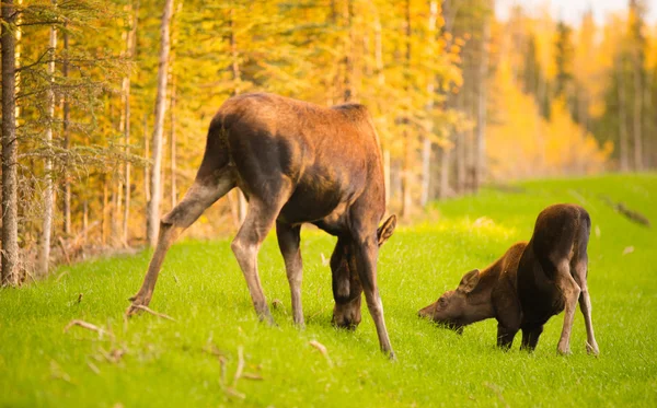 Vild älg ko kalv djur Wildlife Marsh Alaska Greenbelt — Stockfoto