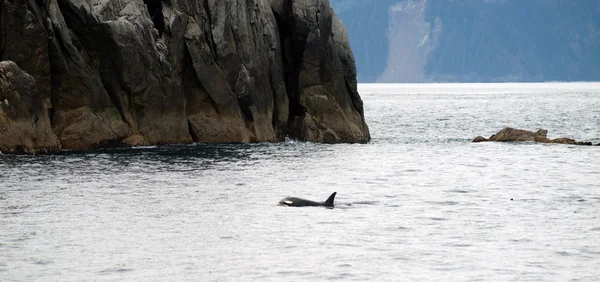 Ballena Asesina Océano Pacífico Norte Vida Marina Mamífero Marino — Foto de Stock