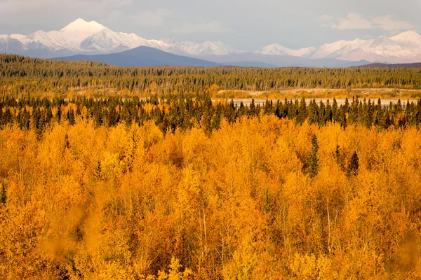 Žluté listy výplň Tanana říční údolí pod horami Denali Al — Stock fotografie