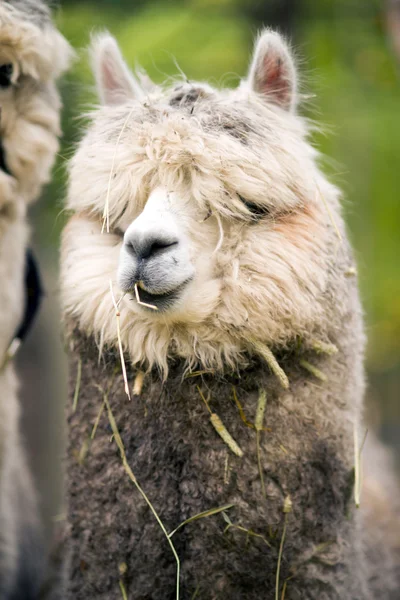 Lama domestique Manger du foin Animaux de ferme Alpaga — Photo