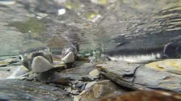 Salmão-de-rosa do Pacífico Selvagem Desova Geleira Limpa Vida Selvagem Animal — Vídeo de Stock