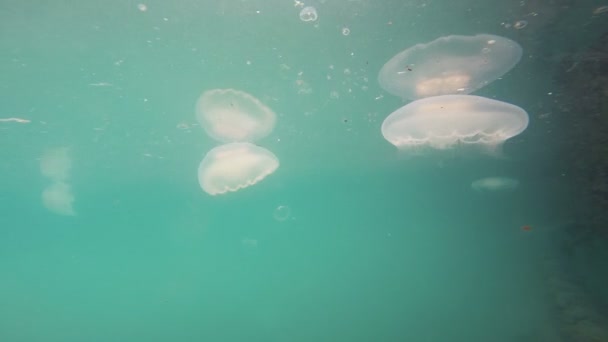 Bright White Jellyfish Resurrection Bay Alaska Sea — стоковое видео