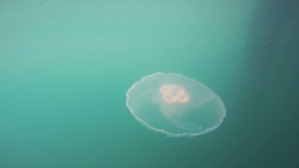 Faune Bright White méduses résurrection Bay Alaska mer — Video