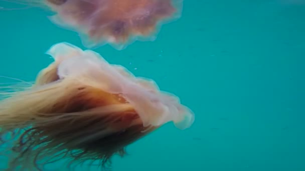 Bright White Jellyfish Ressurreição Bay Alaska Sea Wildlife — Vídeo de Stock