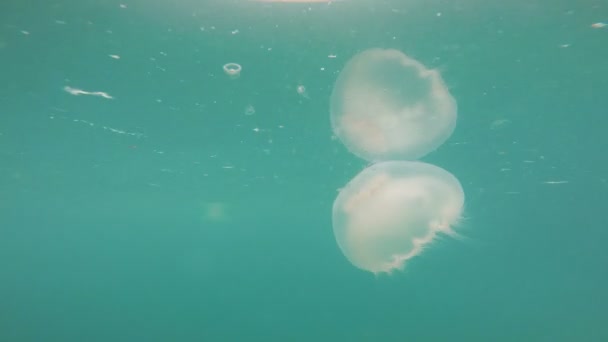 Bright White medúzy vzkříšení Bay na Aljašce moře přírody — Stock video
