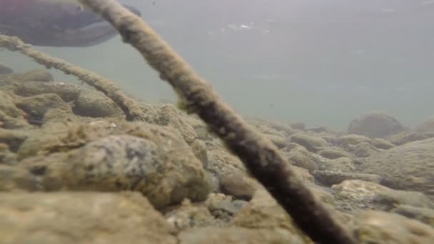 野生太平洋粉红鲑鱼产卵清除冰川流 — 图库视频影像