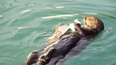 Vahşi deniz su samuru yiyor taze balık Reserrection Bay hayvan yaban hayatı