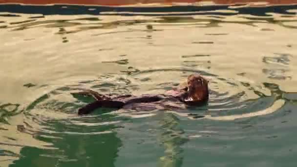 Wild Sea Otter come reserva de pescado fresco Bay Fauna Vida silvestre — Vídeo de stock