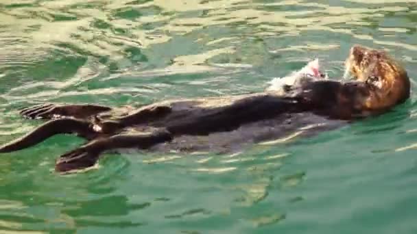 Lontra do Mar Selvagem Come Peixe Fresco Reserrection Bay Animal Wildlife — Vídeo de Stock