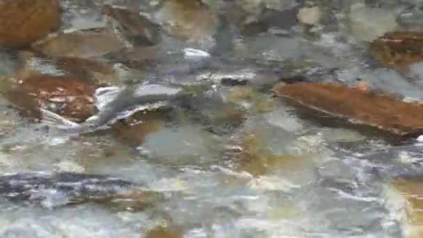 Poissons reproducteurs Saumon sauvage Natation dans le ruisseau Natation par accouplement dans la rivière — Video