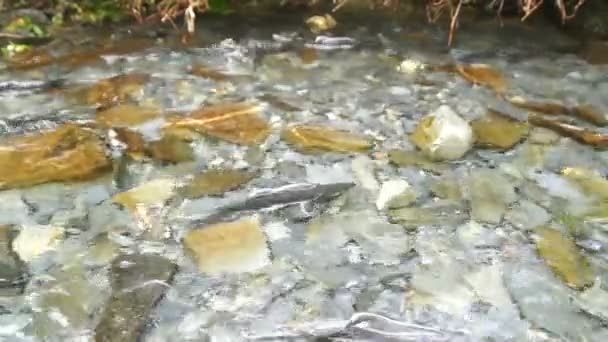 Poissons reproducteurs Saumon sauvage Natation dans le ruisseau Natation par accouplement dans la rivière — Video