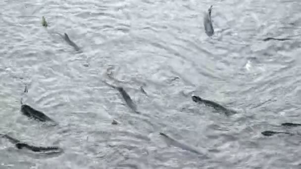 Desove de pescado Salmón salvaje Natación Río corriente Apareamiento — Vídeo de stock