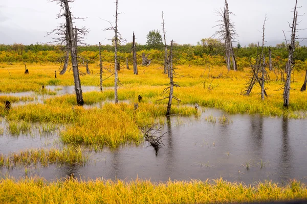 Mrtvé stromy stojící vodnaté vlhká Marsh mokřadní Turnagain rameno Alask — Stock fotografie