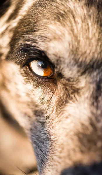 Cão canino intenso lobo animal olho pupila cor única — Fotografia de Stock