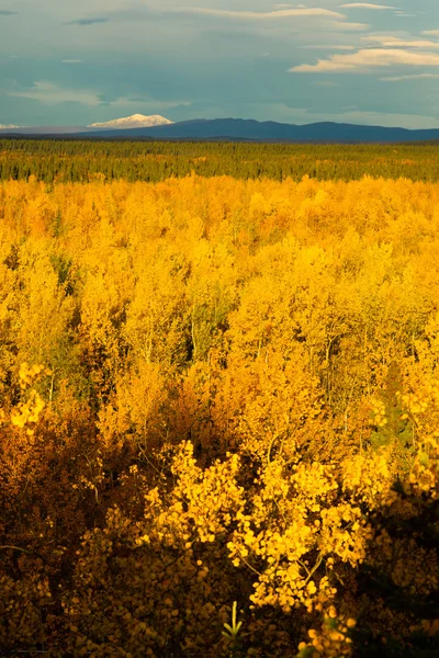 Żółte liście wypełnienia Tanana dolinę rzeki poniżej góry Denali Alaska — Zdjęcie stockowe