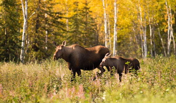 Koe eland leidt haar kalf over weg in de buurt van Denali Alaska — Stockfoto