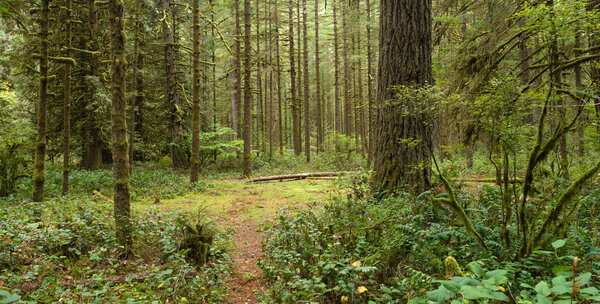 Forest Trail Wooded Area Oxbow Regional Park Oregon