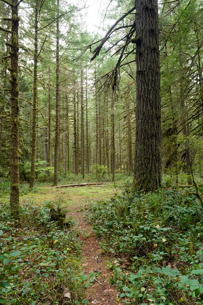 Forest Trail Área arborizada Oxbow Regional Park Oregon — Fotografia de Stock