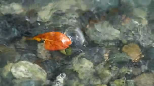 El agua fría se mueve por la hoja atrapada Alaska Stream — Vídeo de stock