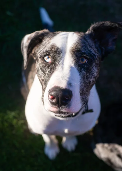 Hellen Augen einzigartig aussehender Hund schaut in die Kamera — Stockfoto