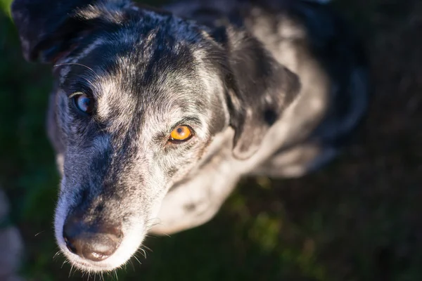 Hellen Augen einzigartig aussehender Hund schaut in die Kamera — Stockfoto