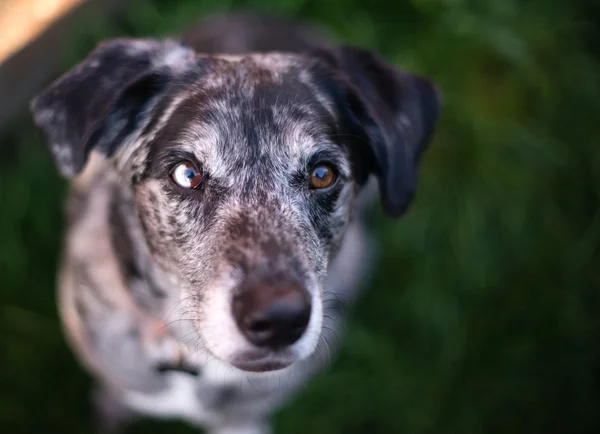 Světlé oči jedinečné vypadající pes pes se dívá na kameru — Stock fotografie